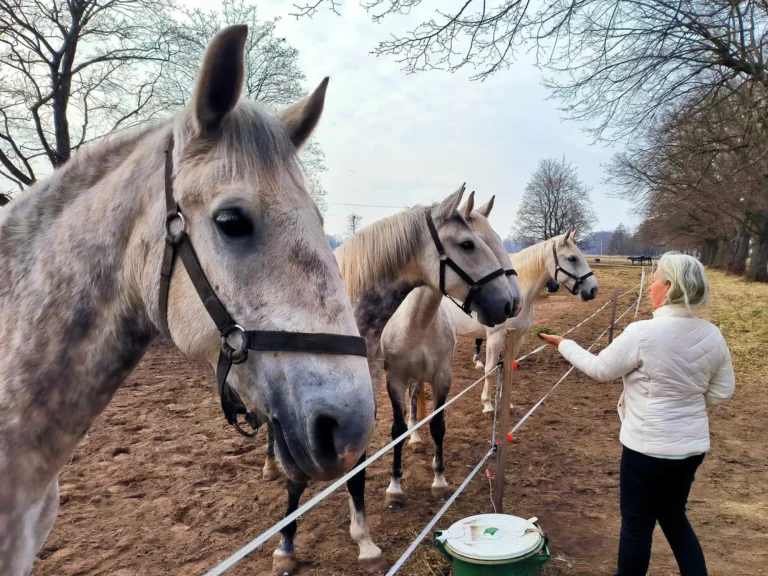 Starokladrubský kůň zblízka