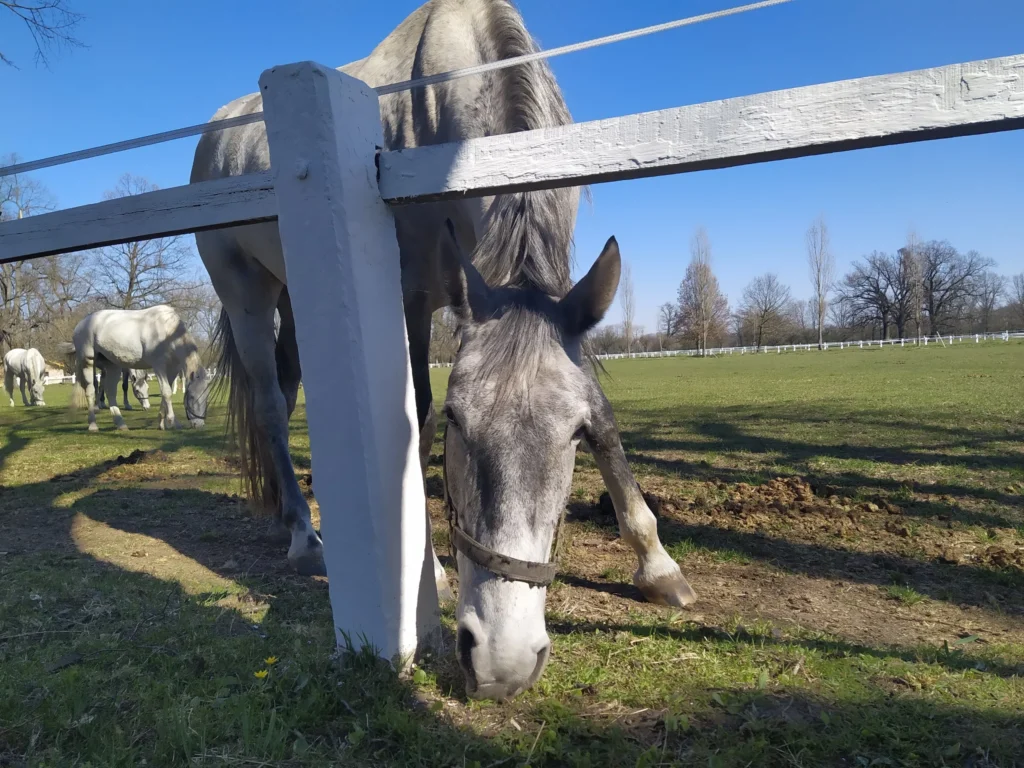 Starokladrubský kůň na pastvině u ohrady